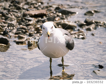 ウミネコポートレート ウミネコポートレート 103230332