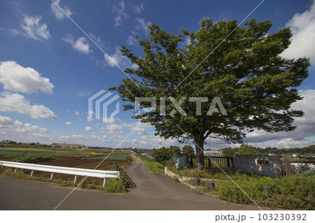 矢切橋周辺の風景イメージ　夏 103230392