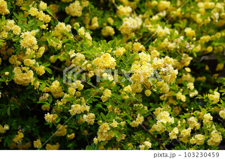 五月満開のモッコウバラの垣根 103230459