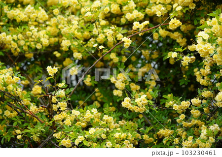 五月満開のモッコウバラの垣根 103230461