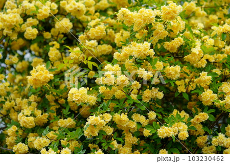 五月満開のモッコウバラの垣根 103230462