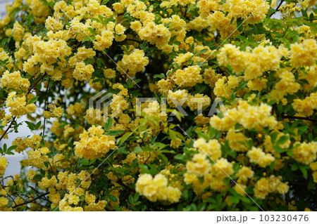 五月満開のモッコウバラの垣根 103230476