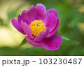 椿 103230487