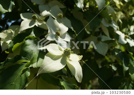 光に包まれたヤマボウシの白い花 103230580