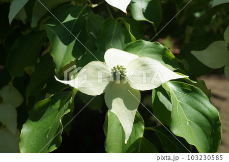 輝くヤマボウシの花 輝くヤマボウシの花 103230585