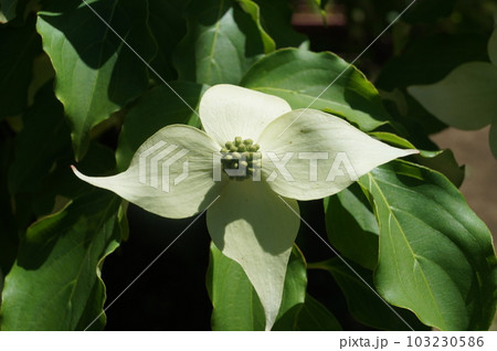 アップヤマボウシの白い花 アップヤマボウシの白い花 103230586