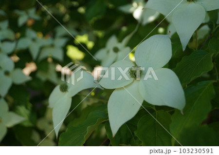 涼しげなヤマボウシのアップ 103230591