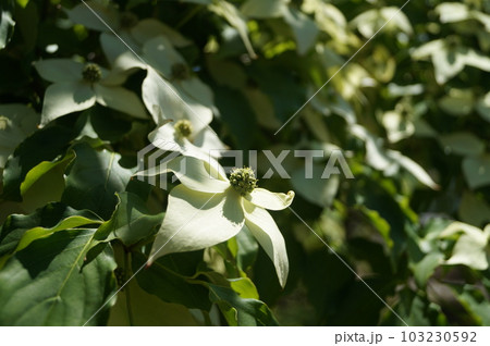 キラキラしたヤマボウシの白い花 103230592