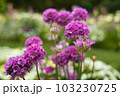 アルメリア 103230725