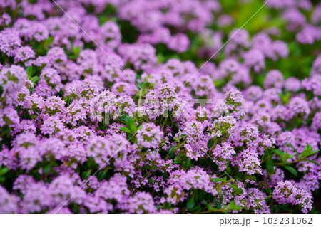 グランドカバーのハーバ・クリーピングタイム 103231062