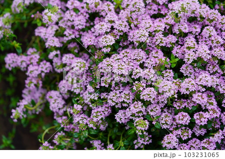 グランドカバーのハーバ・クリーピングタイム 103231065