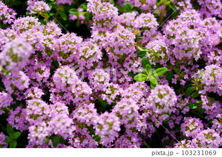 グランドカバーのハーバ・クリーピングタイム 103231069