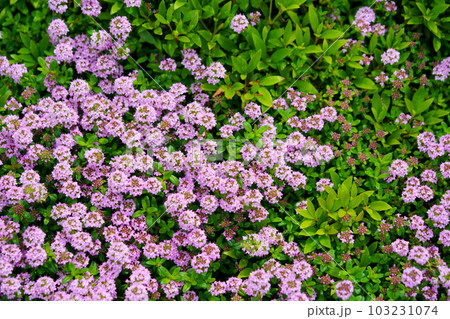 グランドカバーのハーバ・クリーピングタイム 103231074