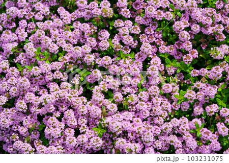 グランドカバーのハーバ・クリーピングタイム 103231075