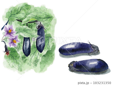 アナログ水彩ナスとナス畑 103231350