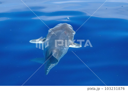 A Sunfish on sea surface while eating jellyfish hydrozoa velella 103231876