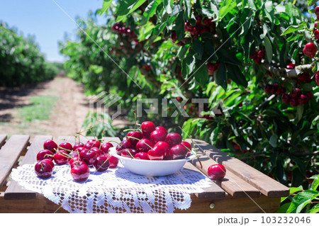 cherry berries in a plate on the table cherry berries in a plate on the table 103232046