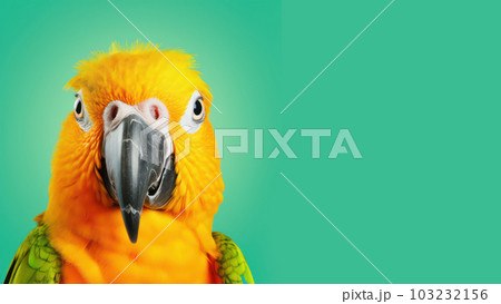Advertising portrait, banner, luxury wild yellow parrot, with green wings isolated on yellow neutral background. Generated Ai. High quality illustration 103232156