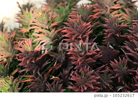 サボテン・ゴジュウノトウ(ツルボラン科) サボテン・ゴジュウノトウ(ツルボラン科) 103232617