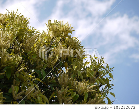 椎の木の花と青空 103232672