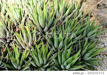 サボテン・ジュウニノマキ（ツルボラン科） 103232713