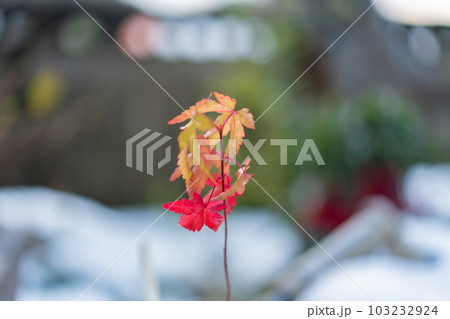 冬の紅葉 冬の紅葉 103232924