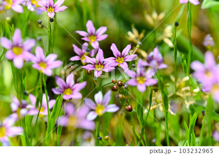 ニワゼキショウ 103232965