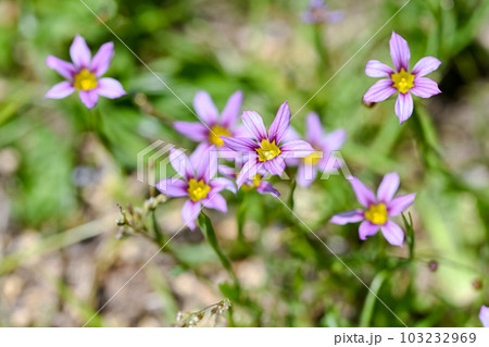 ニワゼキショウ 103232969