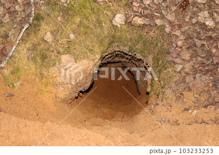 Fox hole dug in the sandy ground in the forest close-up 103233253