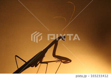 カマキリ　カッコイイ　昆虫　 103233412