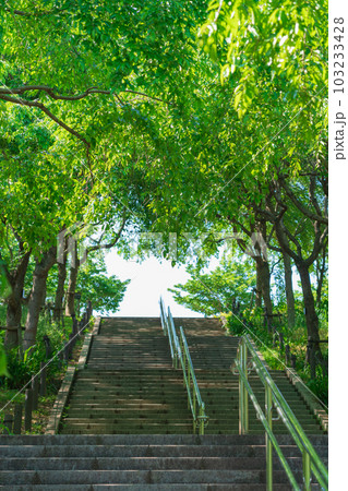東山動植物園、新緑の桜の回廊〈愛知県名古屋市〉 103233428
