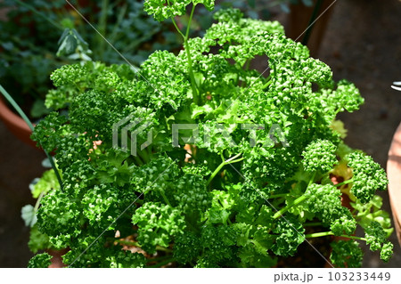 鉢植えのパセリ(セリ科) 鉢植えのパセリ(セリ科) 103233449