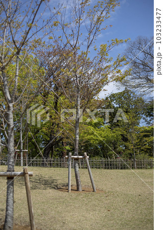 戸定が丘歴史公園 周辺の風景 戸定が丘歴史公園 周辺の風景 103233477