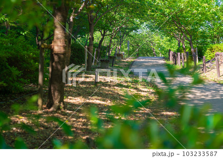 東山動植物園、新緑の桜の回廊〈愛知県名古屋市〉 103233587
