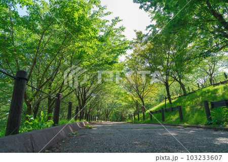 東山動植物園、新緑の桜の回廊〈愛知県名古屋市〉 103233607