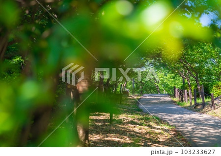 東山動植物園、新緑の桜の回廊〈愛知県名古屋市〉 103233627