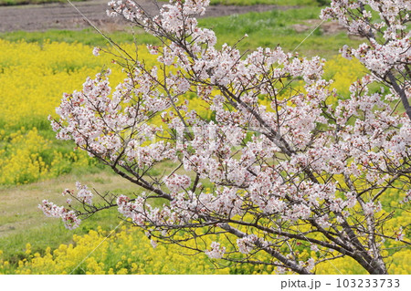 桜と菜の花畑 桜と菜の花畑 103233733