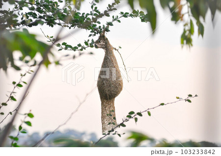 bird nest , bird nest on the tree bird nest , bird nest on the tree 103233842
