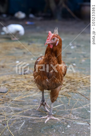 The Rhode Island red hen is stay and relax in asia farm garden The Rhode Island red hen is stay and relax in asia farm garden 103233861