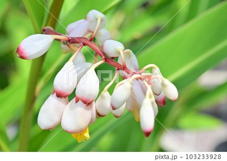 ゲットウ（ショウガ科）東南アジアから沖縄あたりに分布する花 103233928