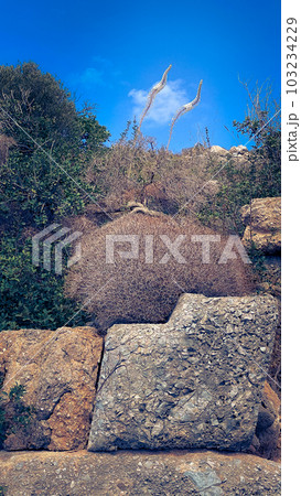 Antique stones with bushes of dry grass on Carian trail in Turkey, Knidos, Karia Yolu Antique stones with bushes of dry grass on Carian trail in Turkey, Knidos, Karia Yolu 103234229