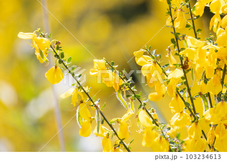 Close up yellow flowers of Cytisus scoparius, syn. Sarothamnus scoparius, common broom or Scotch Close up yellow flowers of Cytisus scoparius, syn. Sarothamnus scoparius, common broom or Scotch 103234613