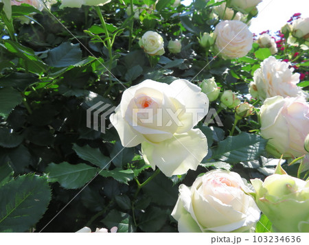 春のバラ ブラン・ピエール・ドゥ・ロンサール 103234636