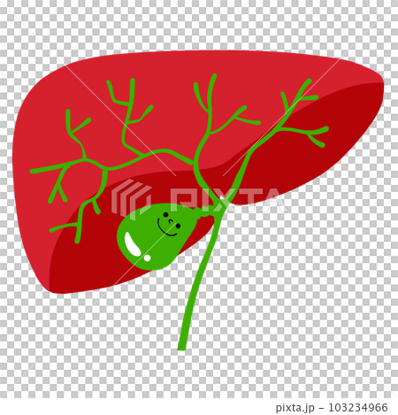 健康な肝臓・胆嚢のイラスト 健康な肝臓・胆嚢のイラスト 103234966