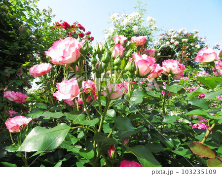 春のバラ ストロベリーアイス 103235109