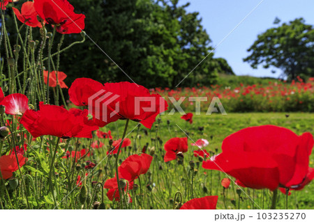 馬見丘陵公園 満開のポピー 馬見丘陵公園 満開のポピー 103235270