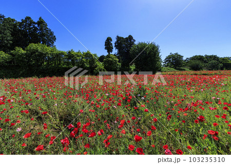 馬見丘陵公園 満開のポピー 馬見丘陵公園 満開のポピー 103235310