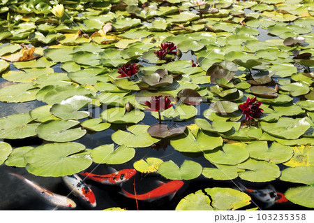 Koi Carp Fish swims among red water lily in pond Koi Carp Fish swims among red water lily in pond 103235358