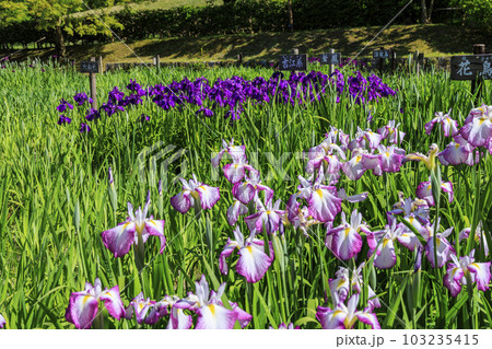 馬見丘陵公園　春 満開の花菖蒲園 103235415