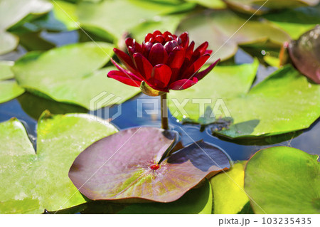 Black Princess Water Lily among green leaves in Pond or lake, dark red Nymphaea lotus Black Princess Water Lily among green leaves in Pond or lake, dark red Nymphaea lotus 103235435